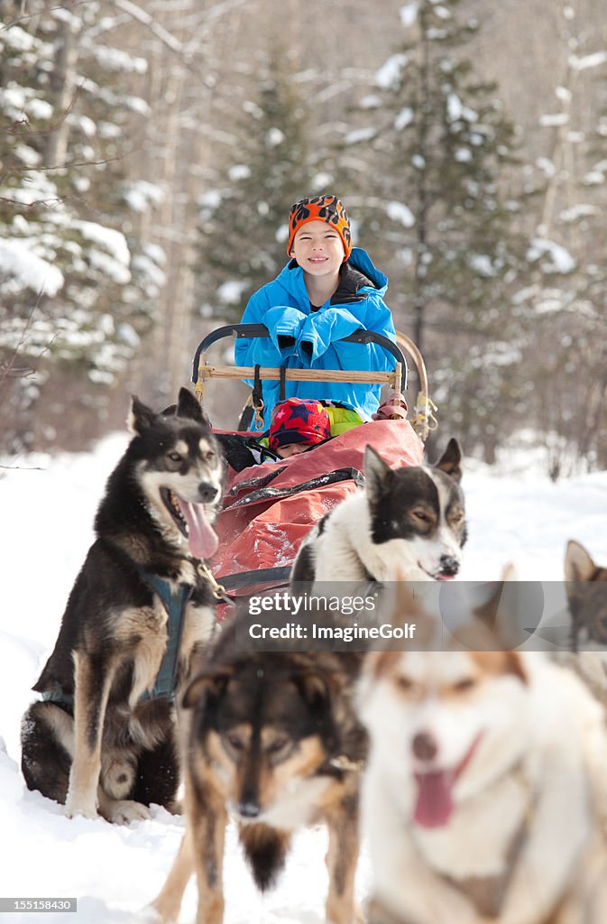 Caucasian child sits in Siberian Husky-drawn sled