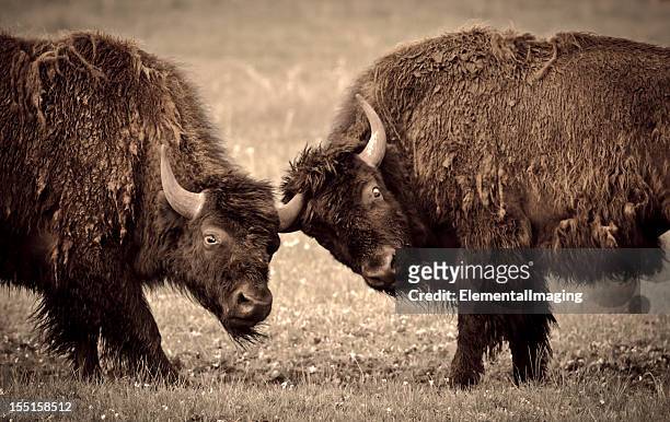 yellowstone national park two young bison fighting - montana western usa 個照片及圖片檔