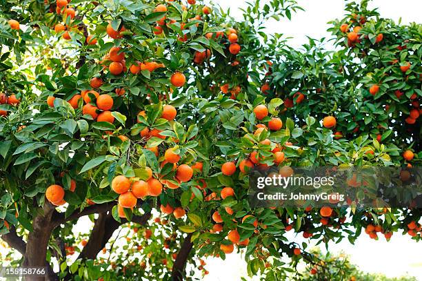 naranjas de sevilla - seville fotografías e imágenes de stock