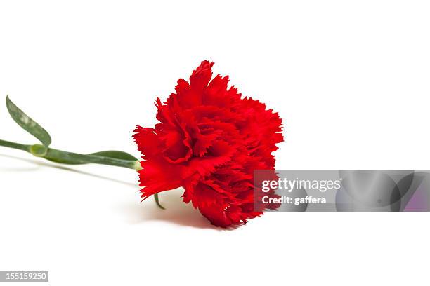 red carnation - carnation stock pictures, royalty-free photos & images