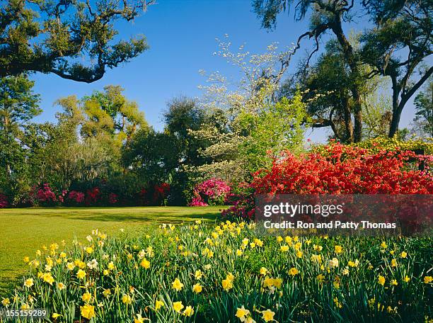 southern woodlands (p) - formal garden grounds stock pictures, royalty-free photos & images