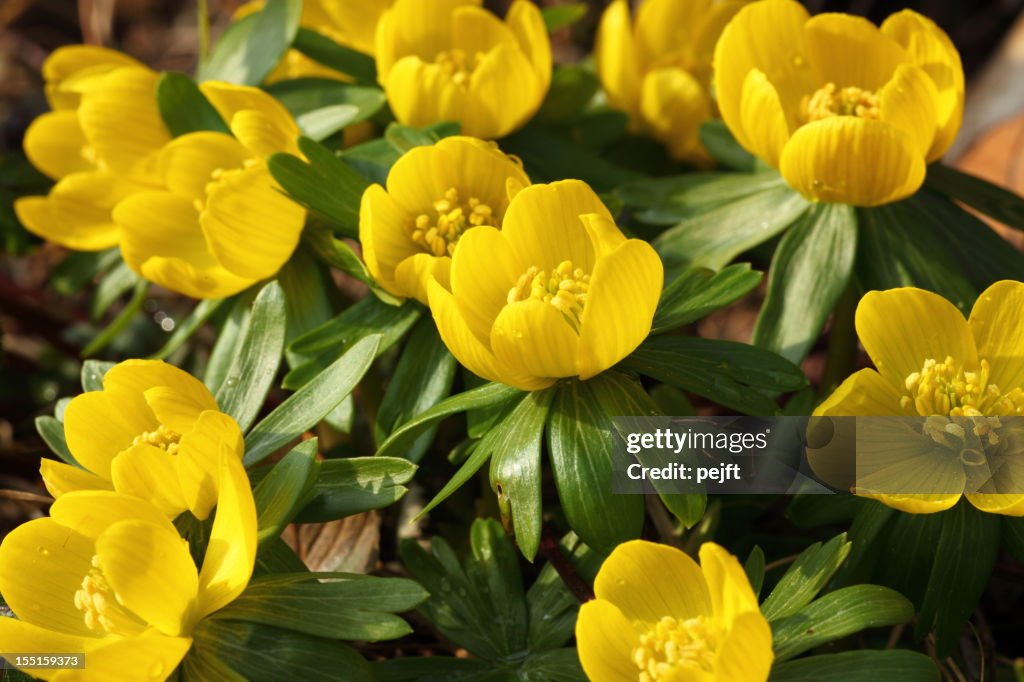 Eranthis Buttercup early spring flower