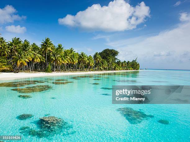 dream beach under palm trees fakarava french polynesia - french polynesia stockfoto's en -beelden