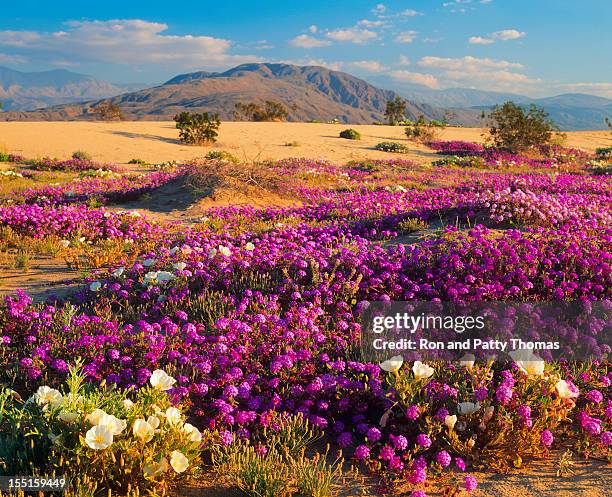 14 265点の砂漠 花のストックフォト Getty Images 14 265点の砂漠 花のストックフォト Getty Images