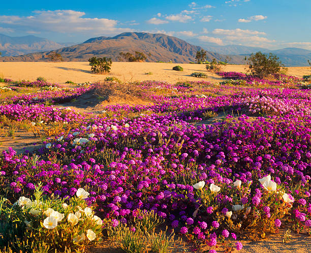 Spring In Desert 1,679 Sonoran Desert Flowers Stock Photos, High-Res Pictures, and ...