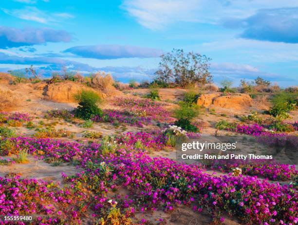 Spring In Desert Spring In The Sonoran Desert Photos and Premium High Res Pictures ...