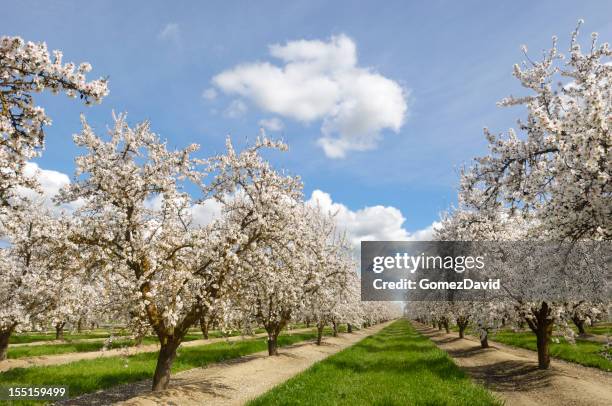 almond orchard con la primavera flores - almond branch fotografías e imágenes de stock