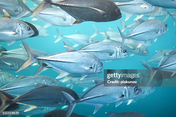 peixe de atum - scombridae imagens e fotografias de stock