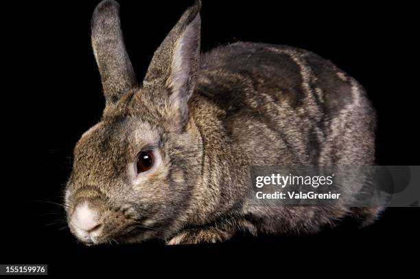 Rabbit Pose Photos and Premium High Res Pictures - Getty Images
