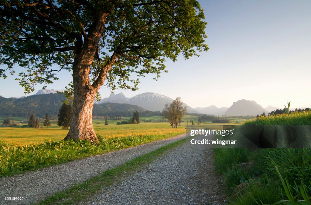 Bayerische spring Wiese mit Bäumen auf der linken Seite