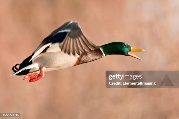 Quacker Flying 80 Mallard Quacking Stock Photos, High-Res Pictures, and Images - Getty ...