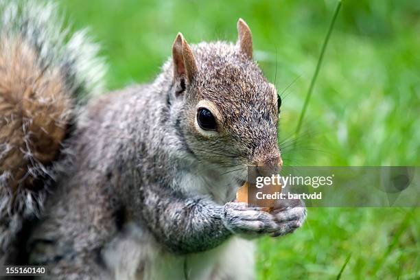 close-up di scoiattolo grigio mangia pane croccante - gray squirrel foto e immagini stock