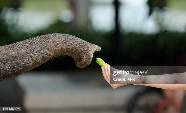 reaching for food - feeding an elephant (xxxl) - animal nose bildbanksfoton och bilder