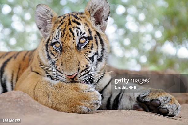 bengal tiger cub portrait (xxxl) - tiger paw stock pictures, royalty-free photos & images