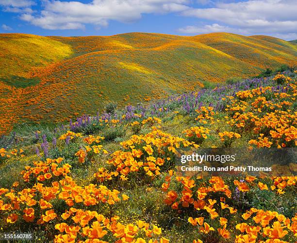 golden poppies california - flor silvestre fotografías e imágenes de stock