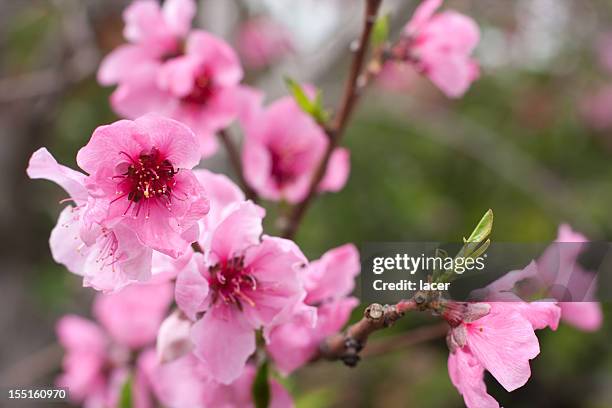 nectarine blossoms - nectarine stock pictures, royalty-free photos & images