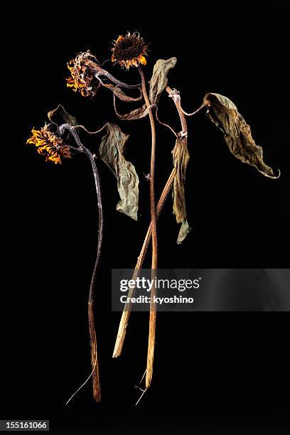 dead girasol - wilted plant fotografías e imágenes de stock