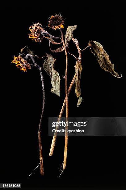 isolated shot of dead sunflower on black background - wilted stock pictures, royalty-free photos & images