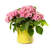 Pink Hydrangea in yellow pot isolated on white