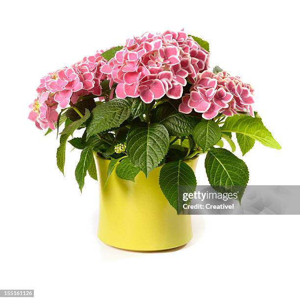 pink hydrangea in yellow pot isolated on white - potted flowers stock pictures, royalty-free photos & images