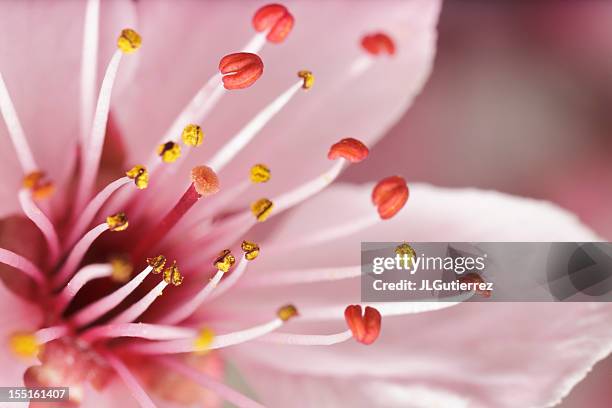 flower - stamen stock pictures, royalty-free photos & images
