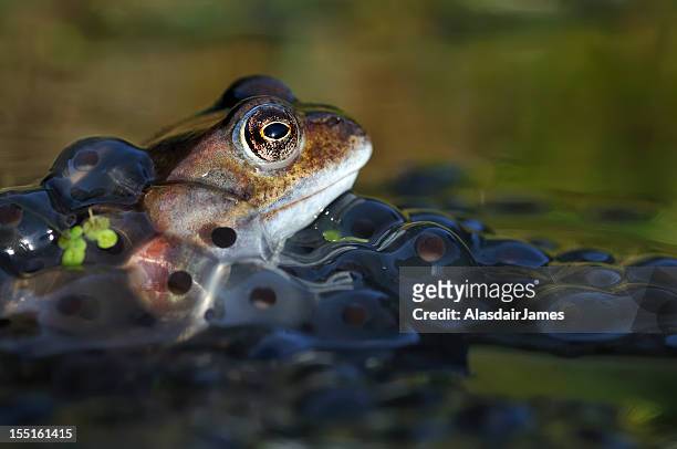 ラナ temporaria - カエルの卵 ストックフォトと画像