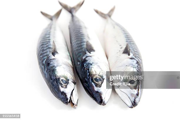 mackerel - bluefish stock pictures, royalty-free photos & images