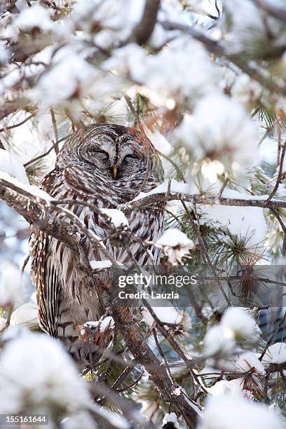 sleepy barred owl - barred owl stock pictures, royalty-free photos & images