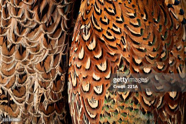 pheasant plumage (phasianus colchicus) - pheasant bird stock pictures, royalty-free photos & images