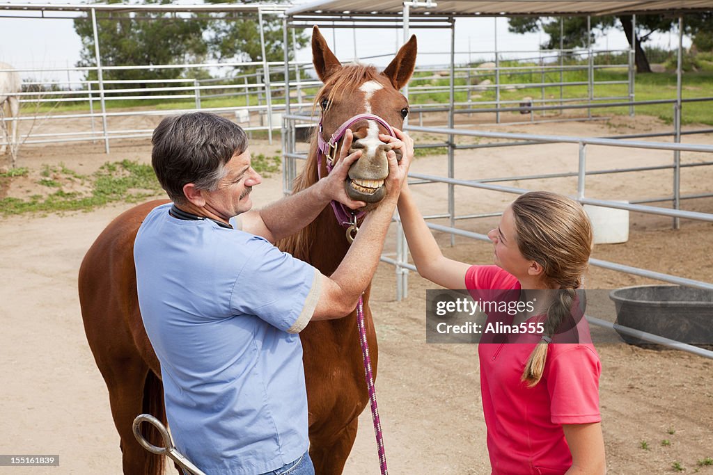 Veterinário verificar a Cavalo de Dentes