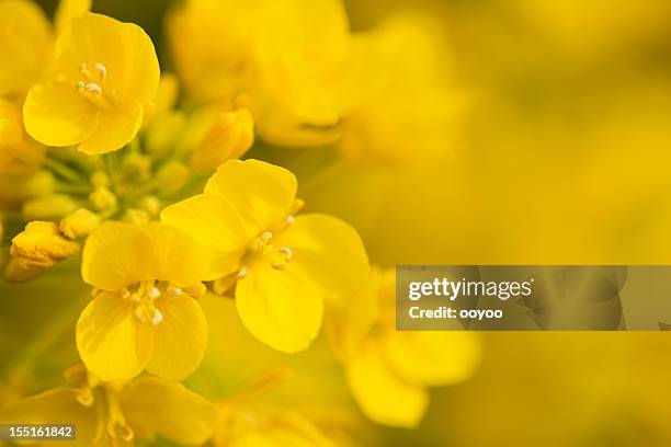 canola flower - yellow flowers stock pictures, royalty-free photos & images