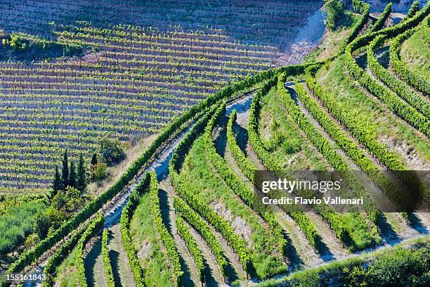 valpolicella vigneti dall'alto, italia - terrazzamento foto e immagini stock