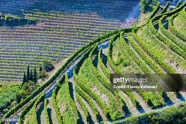 aerial view of valpolicella vineyards in italy - terraced field bildbanksfoton och bilder