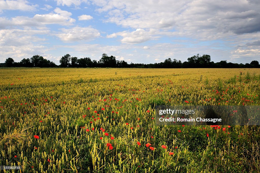 Poppy field