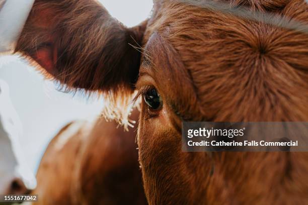 a close-up of a cows eye - cow eye - fotografias e filmes do acervo