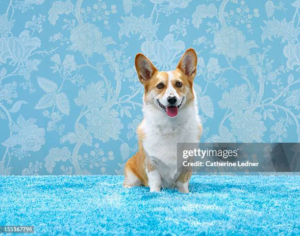 corgi (canis lupis familiaris) sitting - welsh corgi pembroke stockfoto's en -beelden