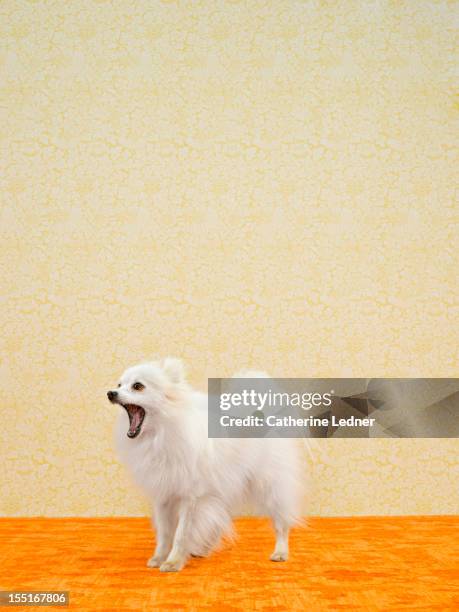 pomeranian (canis lupis familiaris) barking - bow wow stock pictures, royalty-free photos & images