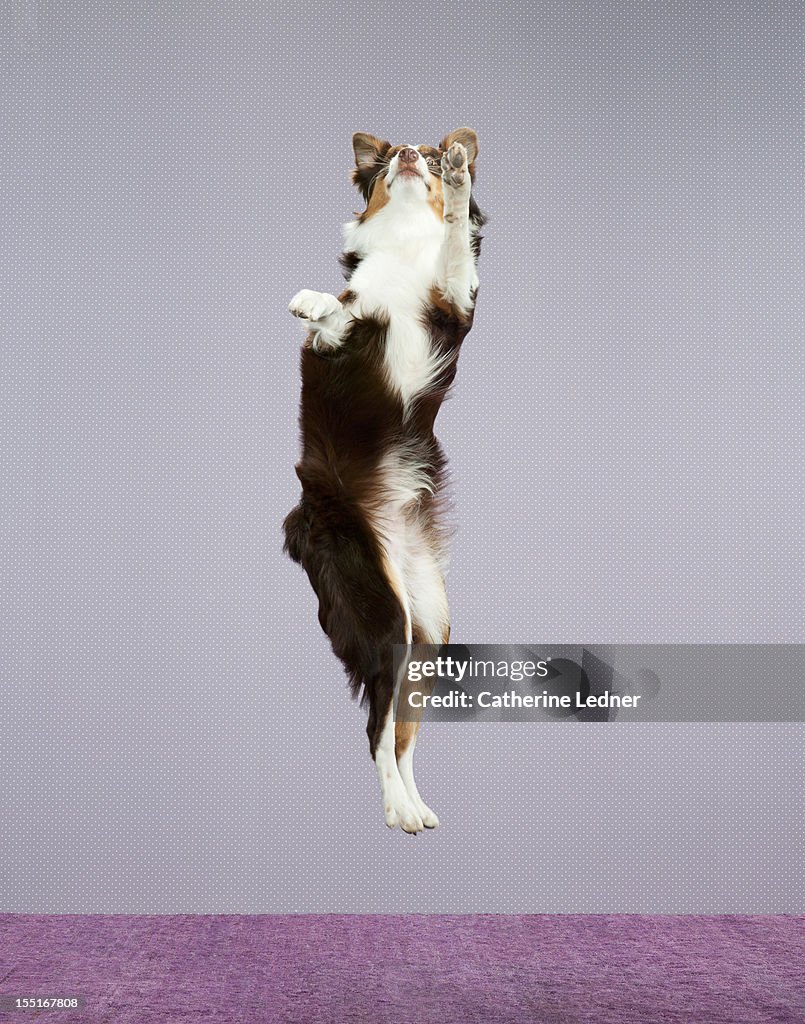 Dog (Canis lupis familiaris) jumping