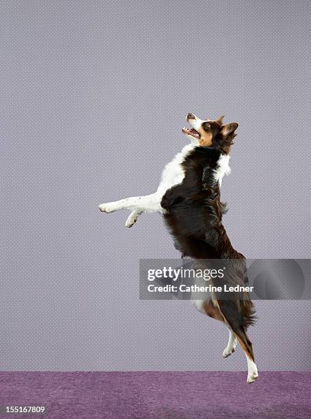 dog (canis lupis familiaris) jumping - dog jumping stockfoto's en -beelden