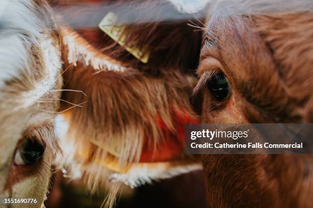 extreme close up of two cow's eyes, side-by-side, looking at the camera. - caged farm animals stock pictures, royalty-free photos & images