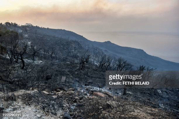 Burnt trees stand in the wake of a forest fire near the town of Melloula in northwestern Tunisia close to the border with Algeria on July 24, 2023....