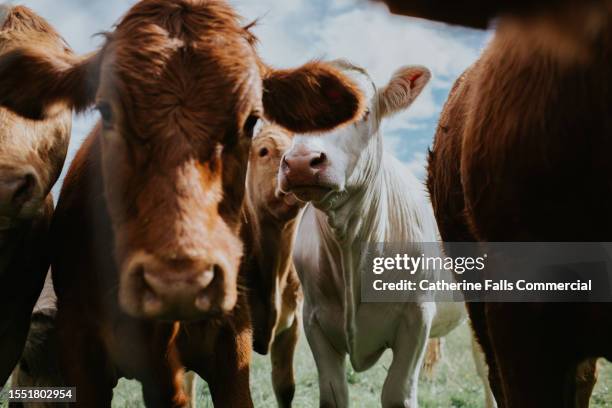 herd of cows stand in a row in a field, against a blue sky. - près de photos et images de collection