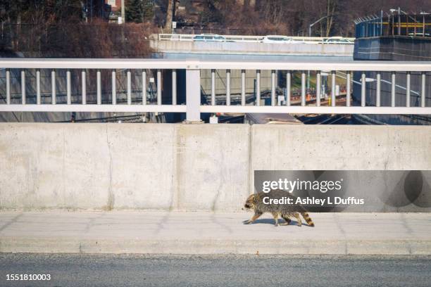 raccoon - bandit stock pictures, royalty-free photos & images