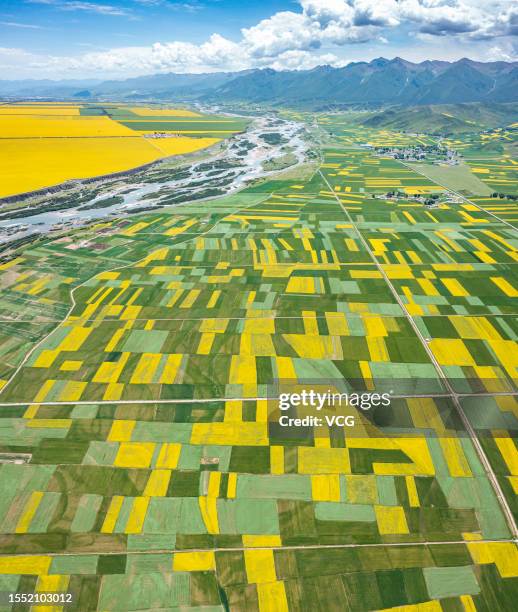 Aerial view of rapeseed flowers in full bloom on July 16, 2023 in Mengyuan County, Haibei Tibetan Autonomous Prefecture, Qinghai Province of China.