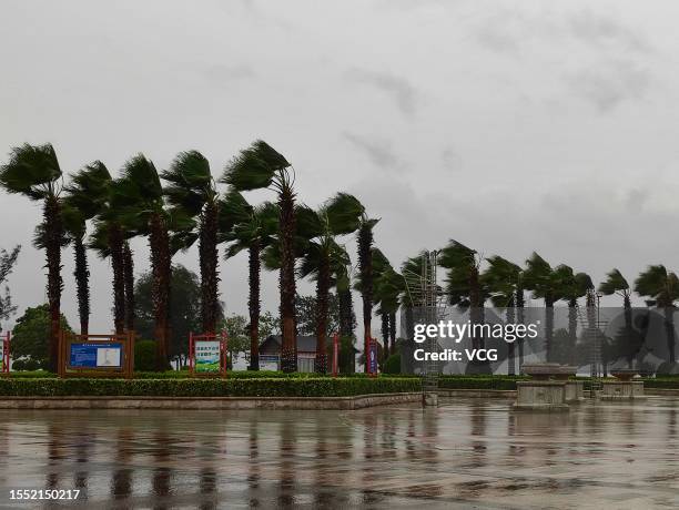 Trees sway in the wind as typhoon Talim approaches on July 17, 2023 in Zhanjiang, Guangdong Province of China. Talim, the 4th typhoon of this year,...