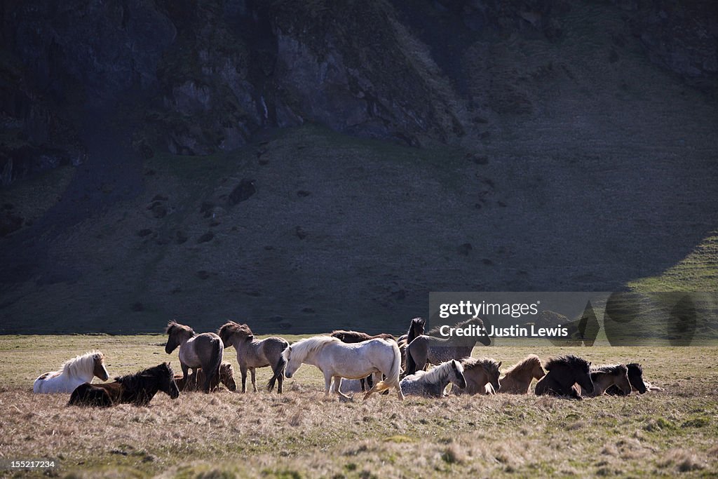 A herd of wild horses graze on golden grass