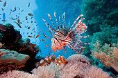 Lionfish on coral reef in Red Sea