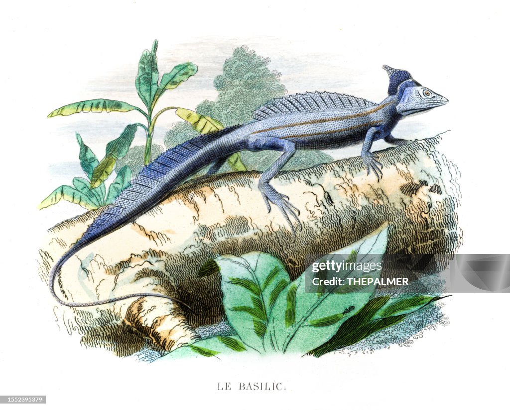 Common basilisk - Hand colored print from "Histoire naturelle de Lacépède" 1847