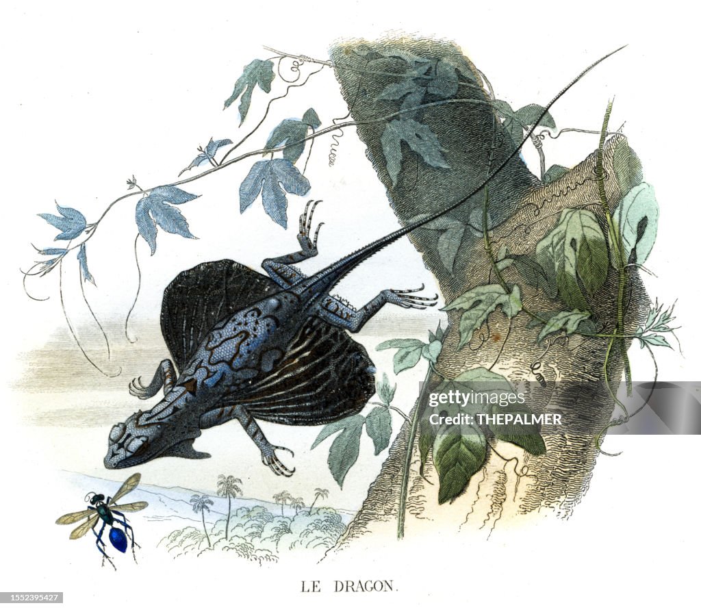 Flying dragon - Hand colored print from "Histoire naturelle de Lacépède" 1847