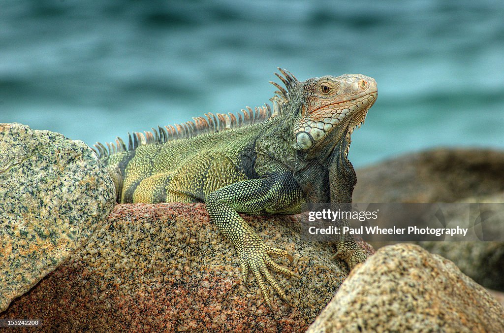 Iguana on rocks